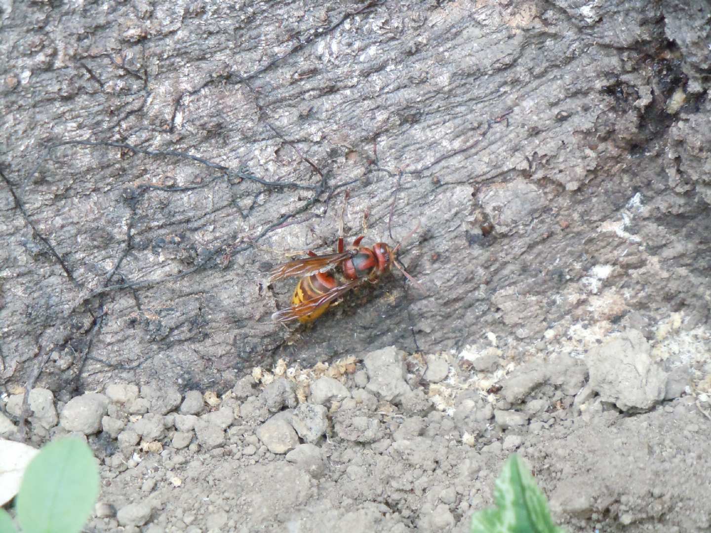 Vespa crabro. Che fa?